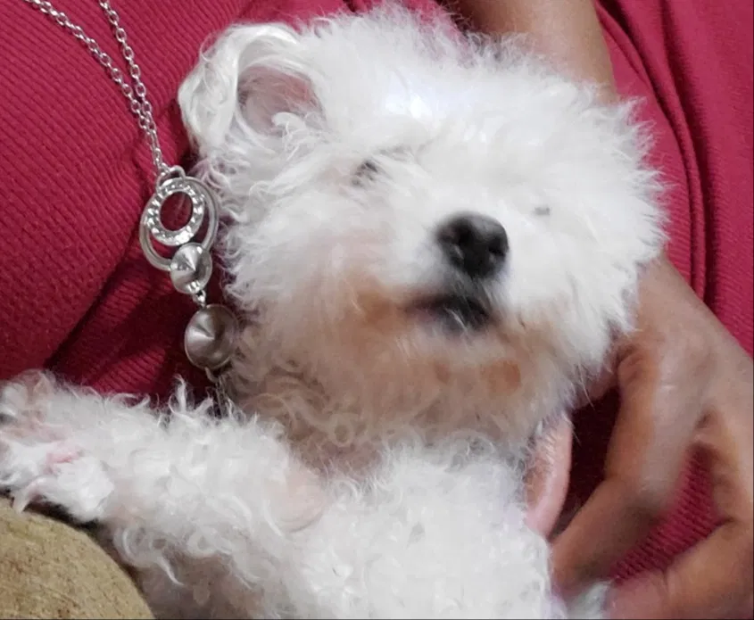 Lost dog in Baltimore, MD, 21216