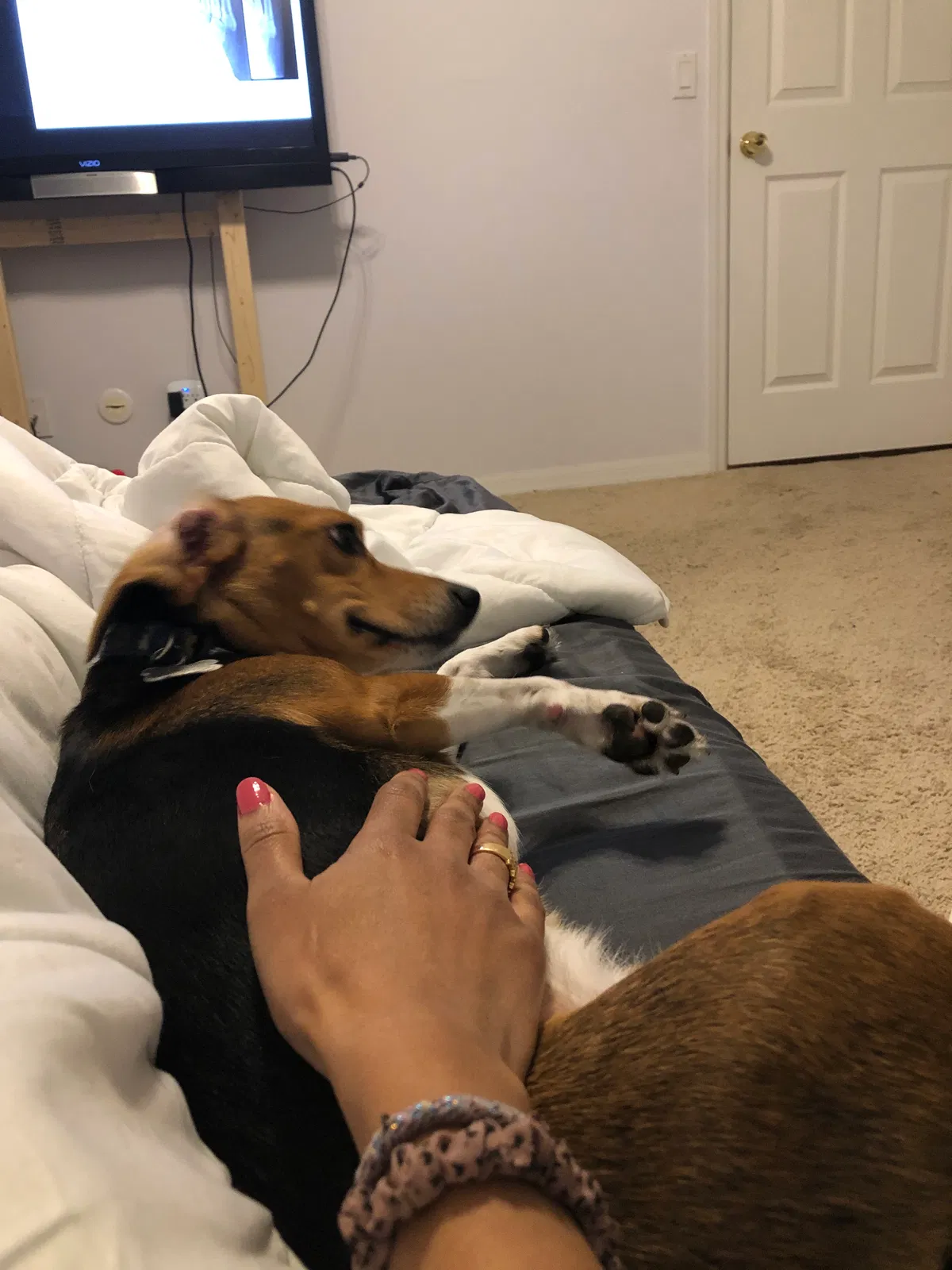 Lost dog in Beverly Hills, FL, 34465