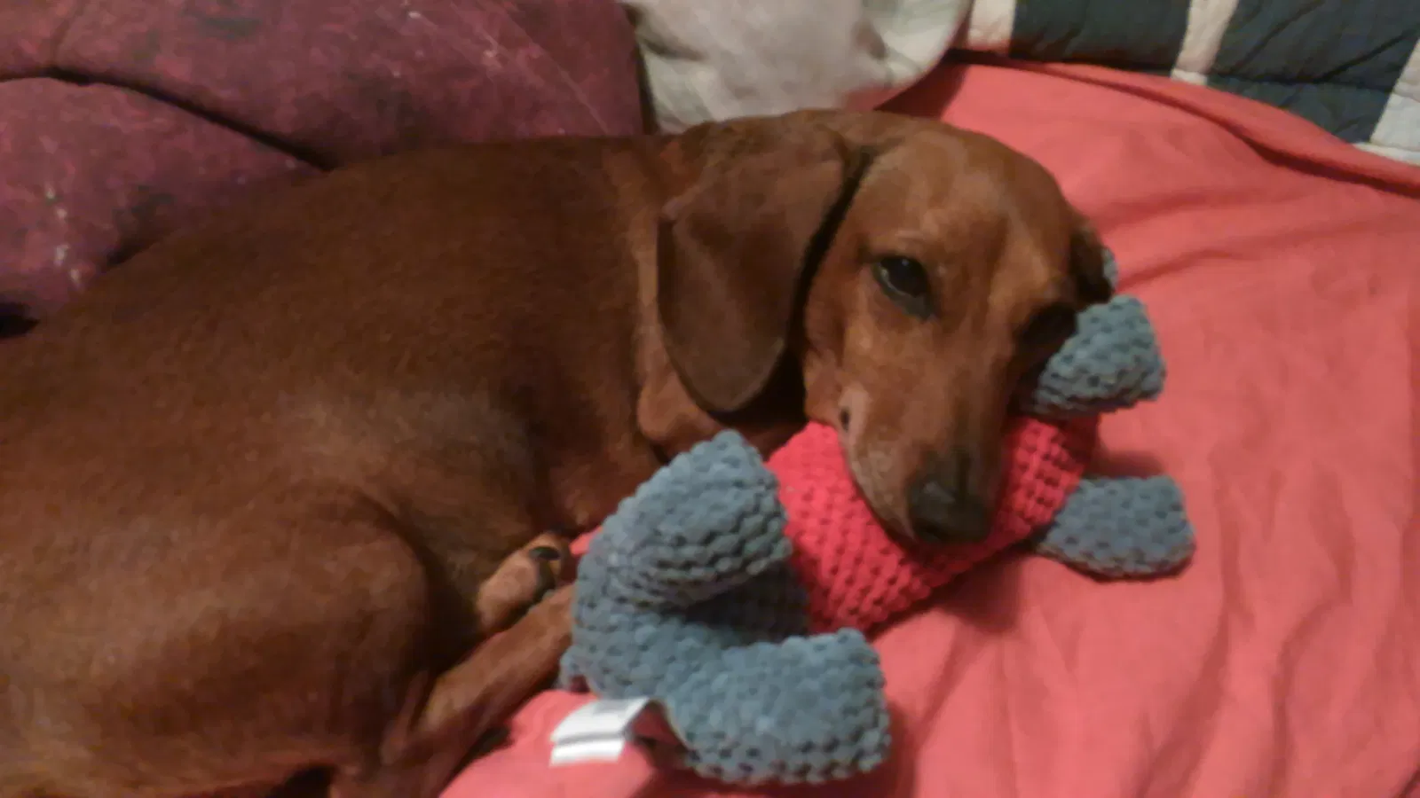 Lost dog in Unknown, IN, 0