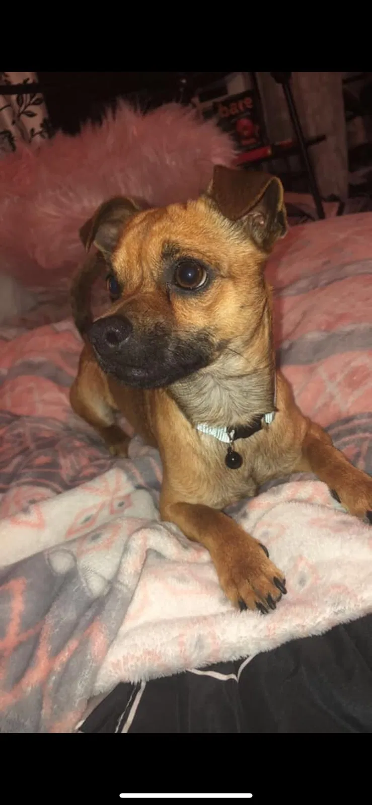 Lost dog in Killeen, TX, 76542