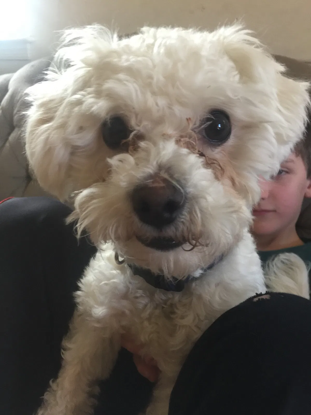 Lost dog in Moorestown, NJ, 8057