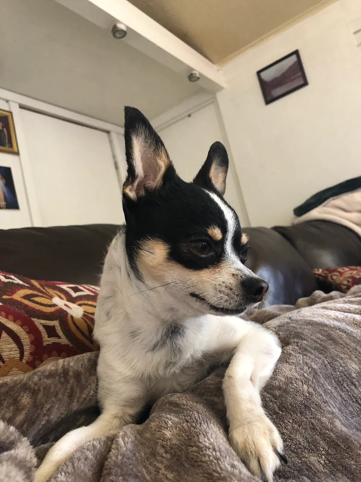 Lost dog in Vallejo, CA, 94589
