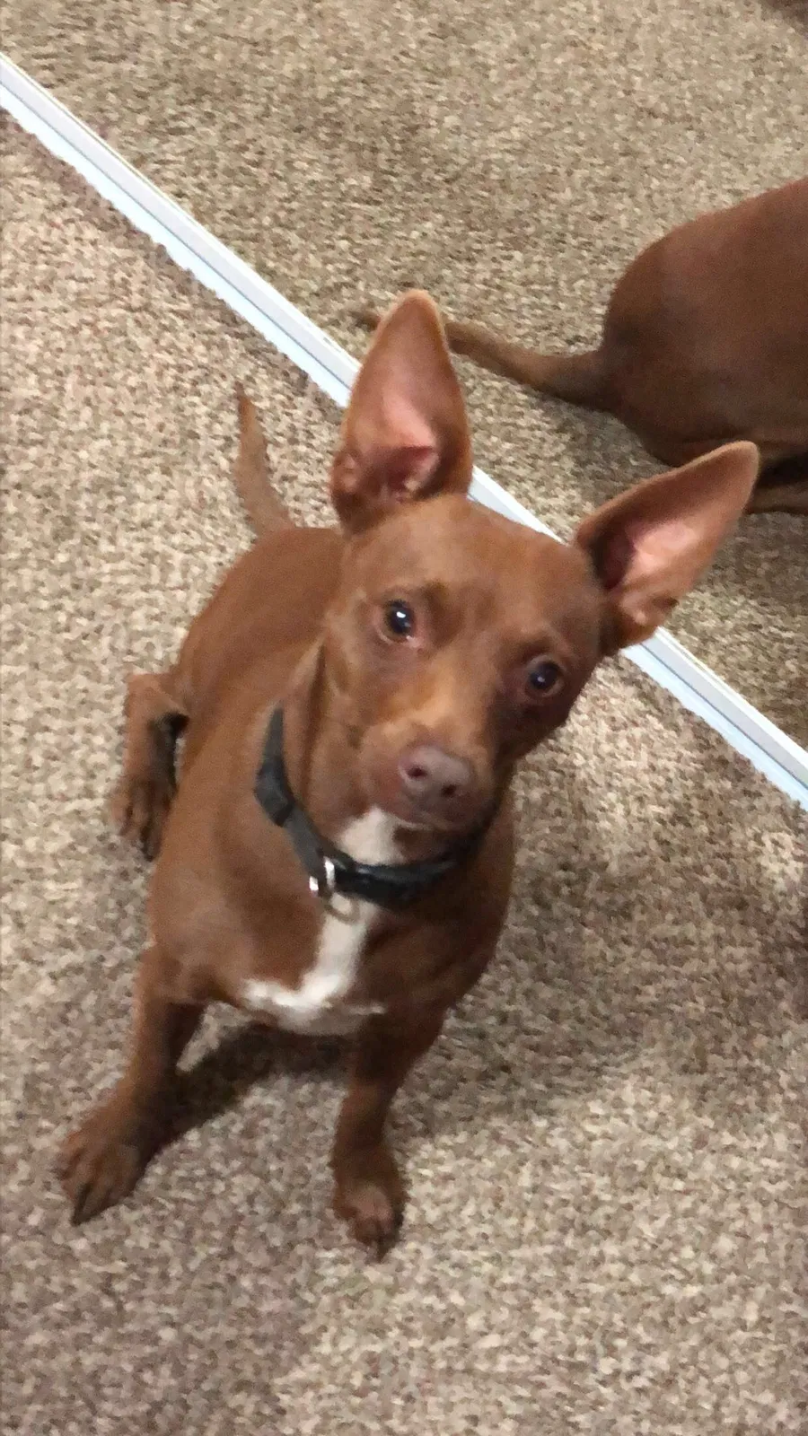 Lost dog in Sacramento, CA, 95822
