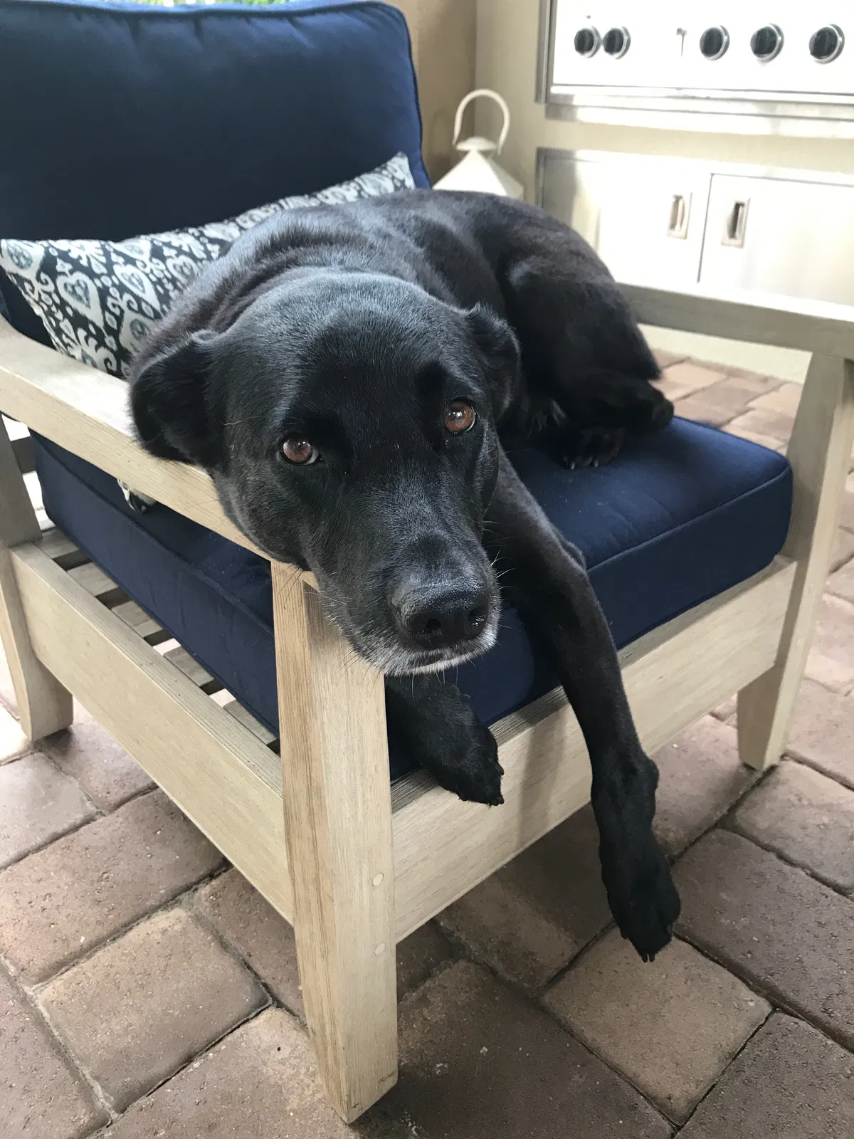 Lost dog in Houston, TX, 77002