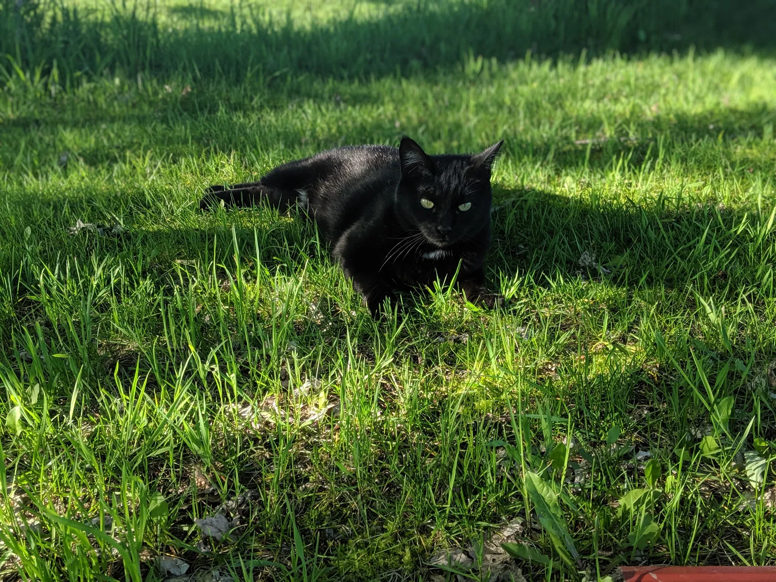Lost cat in Boyd, WI, 54726