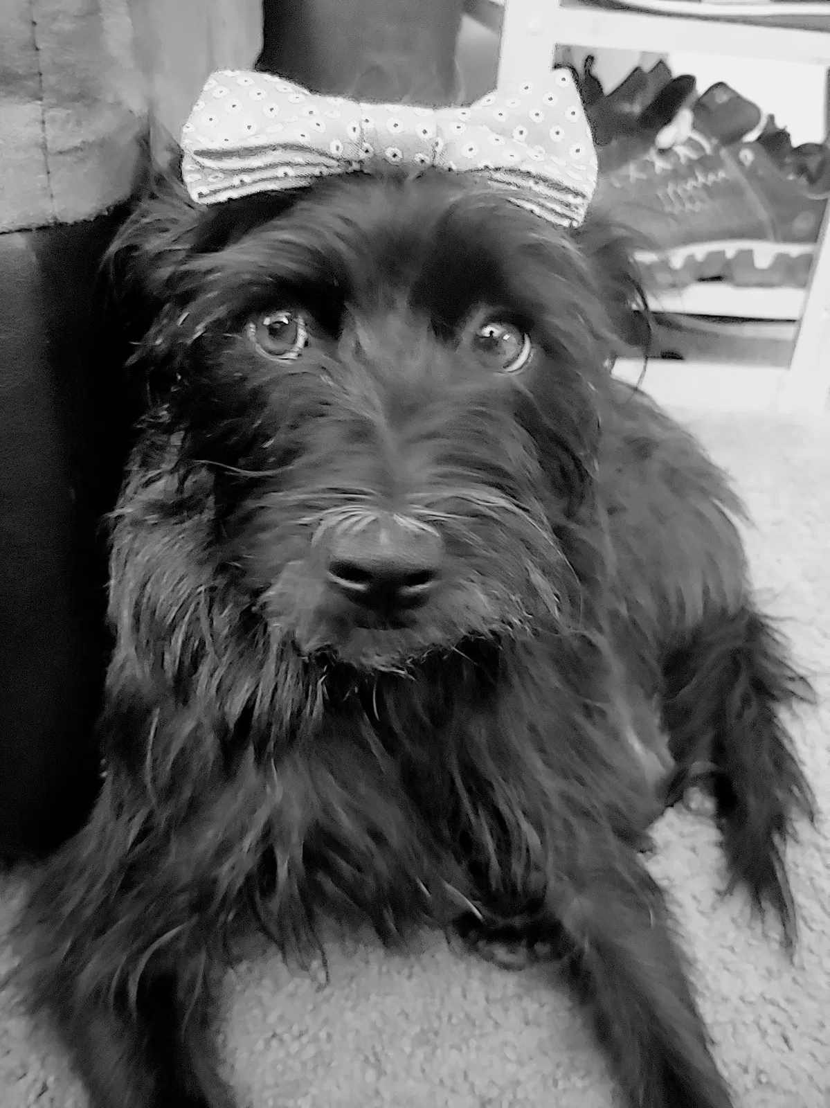 Lost dog in Tucson, AZ, 85742
