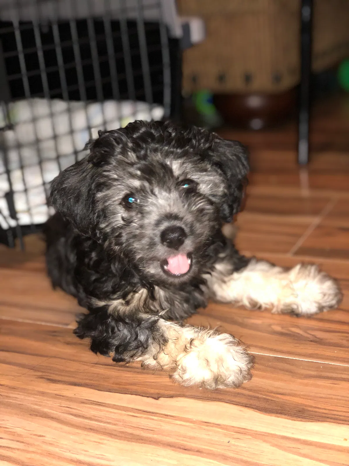 Lost dog in Mesquite, TX, 75149