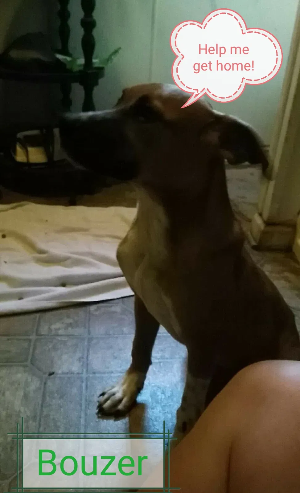 Lost dog in Kings Mountain, NC, 28086