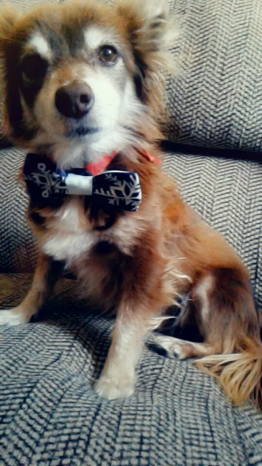 Lost dog in Rio Rancho, NM, 87144