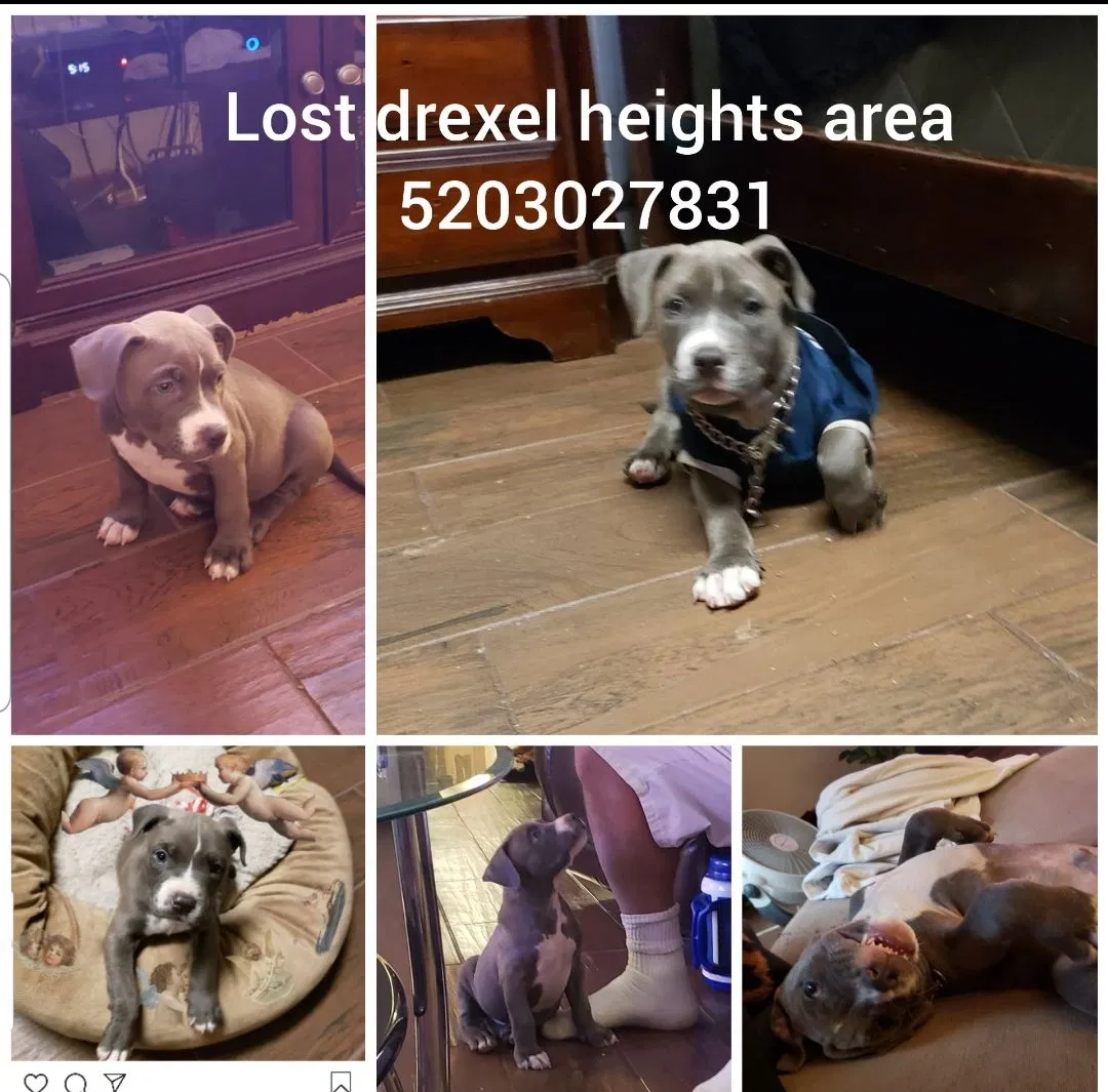 Lost dog in Tucson, AZ, 85746