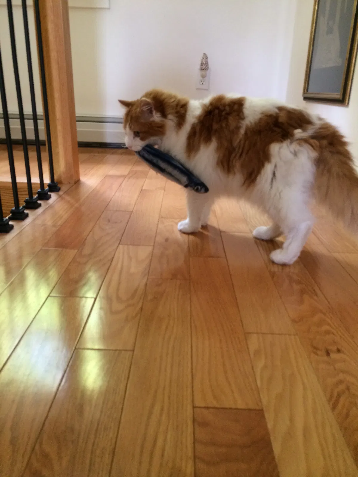 Lost cat in Preston Hollow, NY, 12469