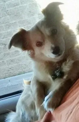 Lost dog in New Braunfels, TX, 78130