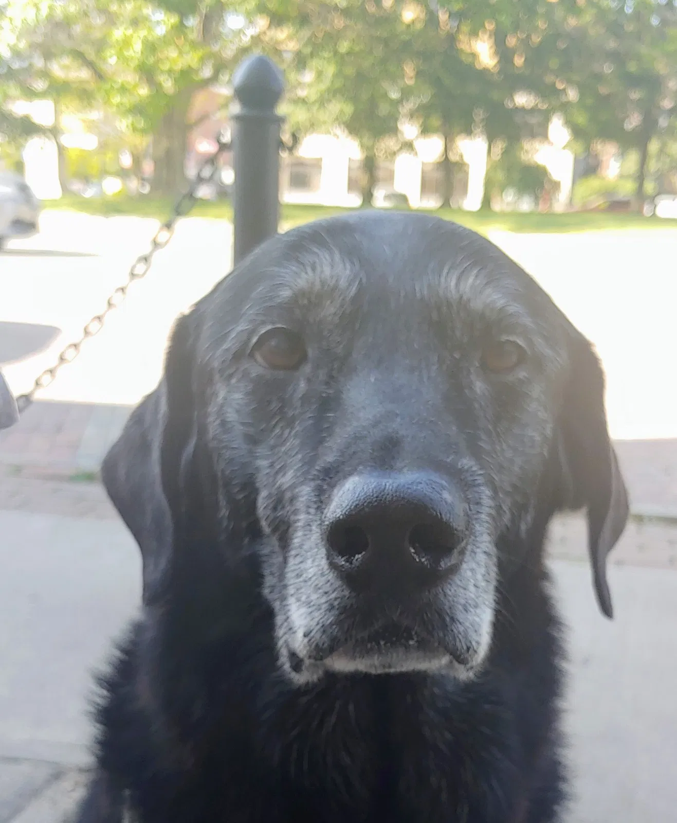 Lost dog in Denver, CO, 80234