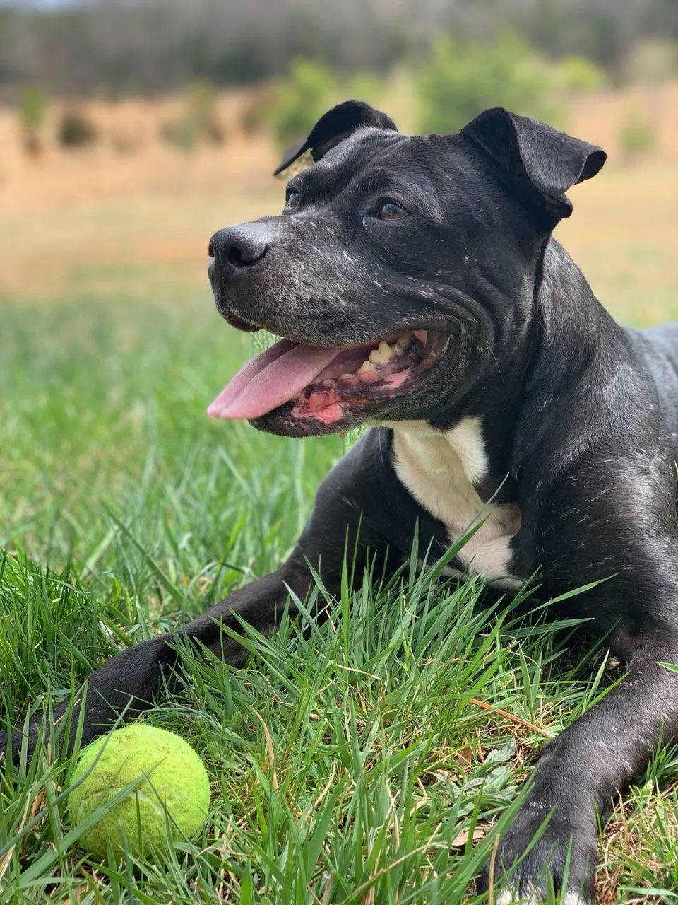 Lost dog in Manassas, VA, 20108