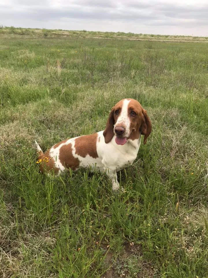 Lost dog in Midland, TX, 79706