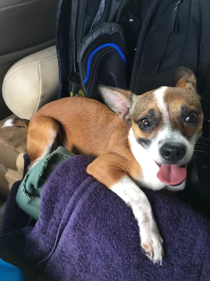 Lost dog in Oakfield, TN, 38362