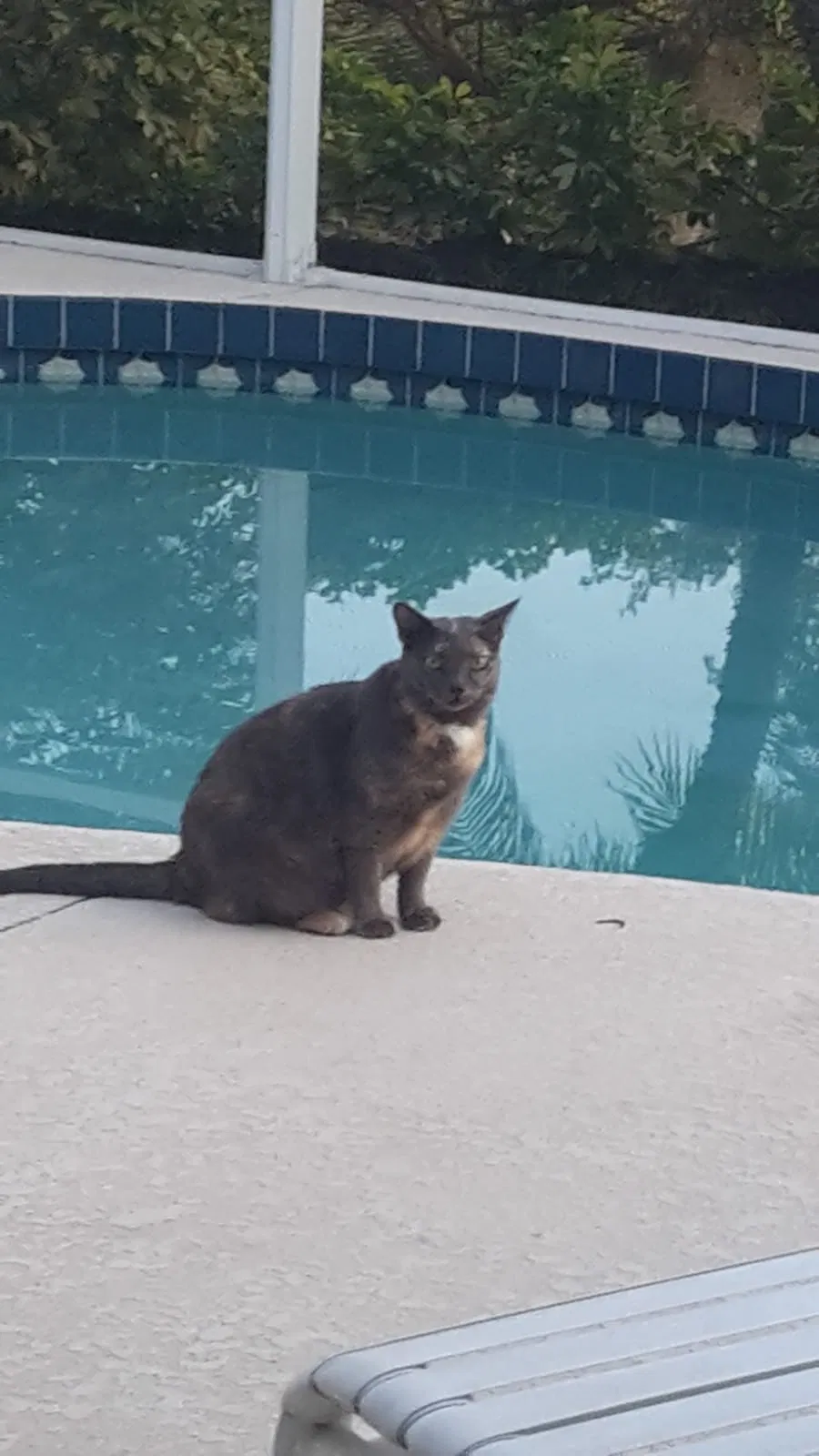Lost cat in Bradenton, FL, 34203