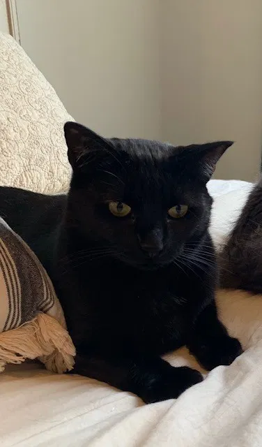 Lost cat in Ball Ground, GA, 30107