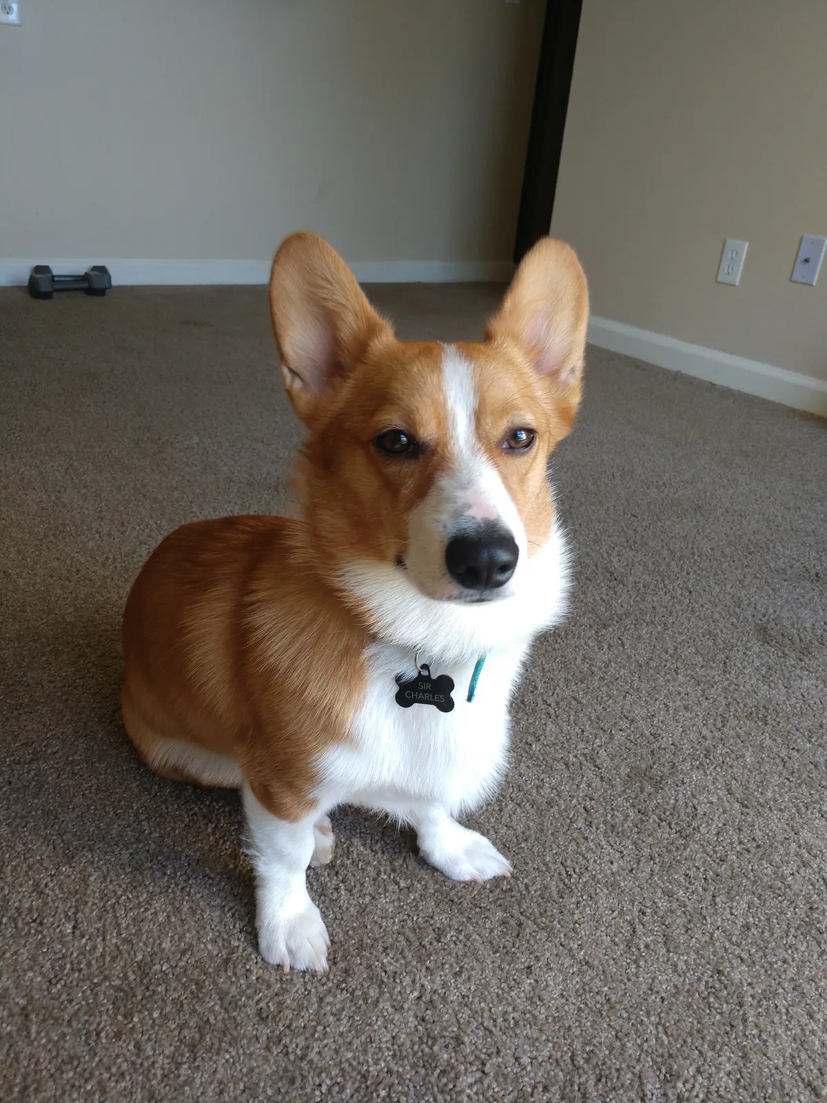 Lost dog in Colorado Springs, CO, 80916