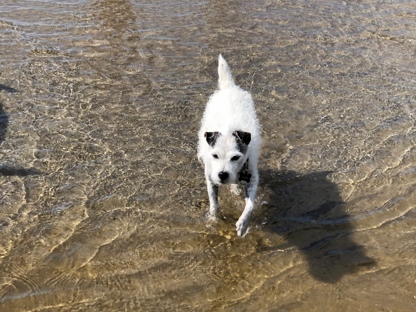 Lost dog in Parker, CO, 80134