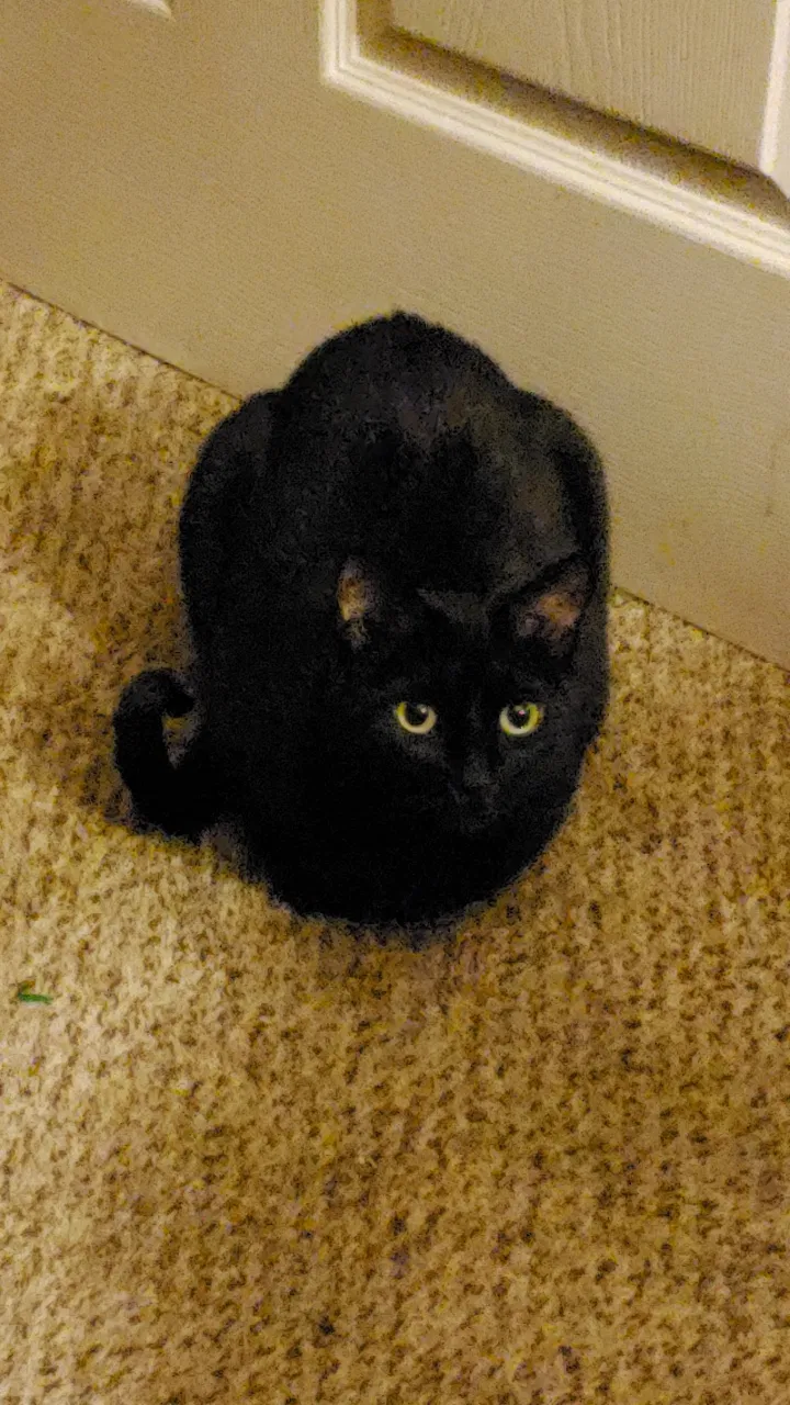 Lost cat in Denver, CO, 80227