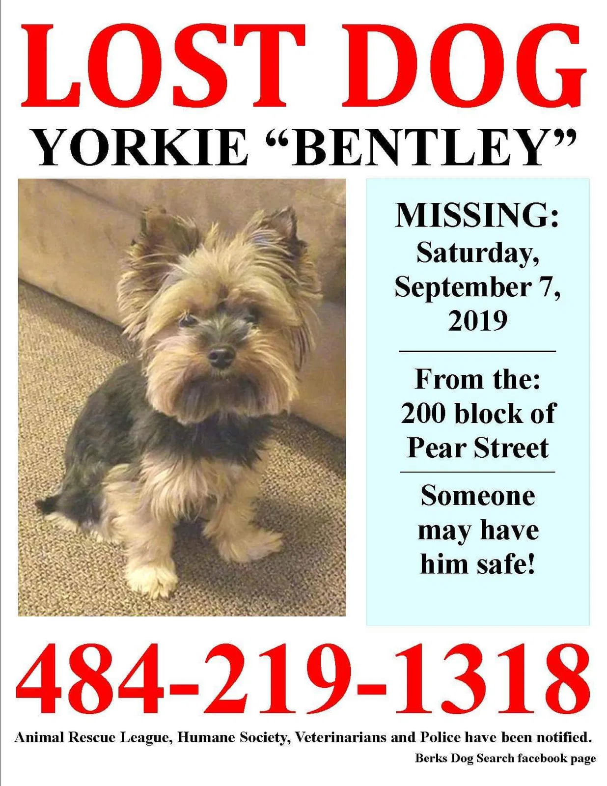 Lost dog in Reading, PA, 19601