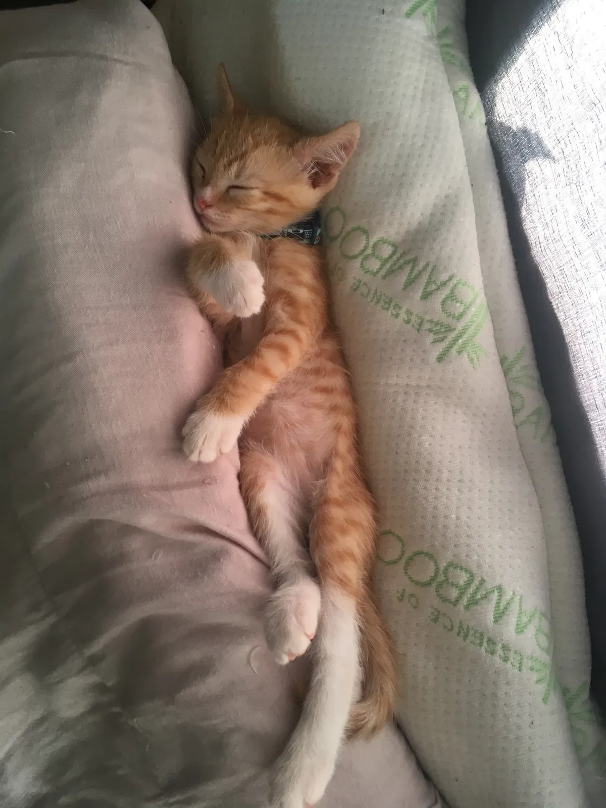 Lost cat in Torrance, CA, 90502