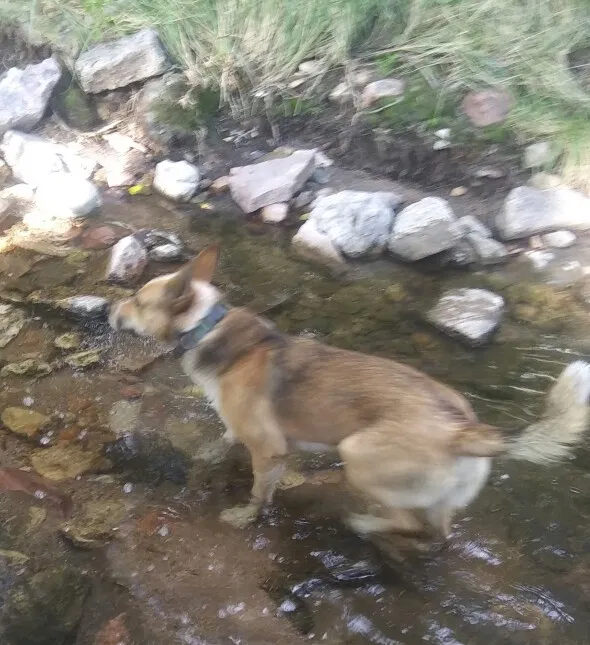 Lost dog in Pueblo, CO, 81008