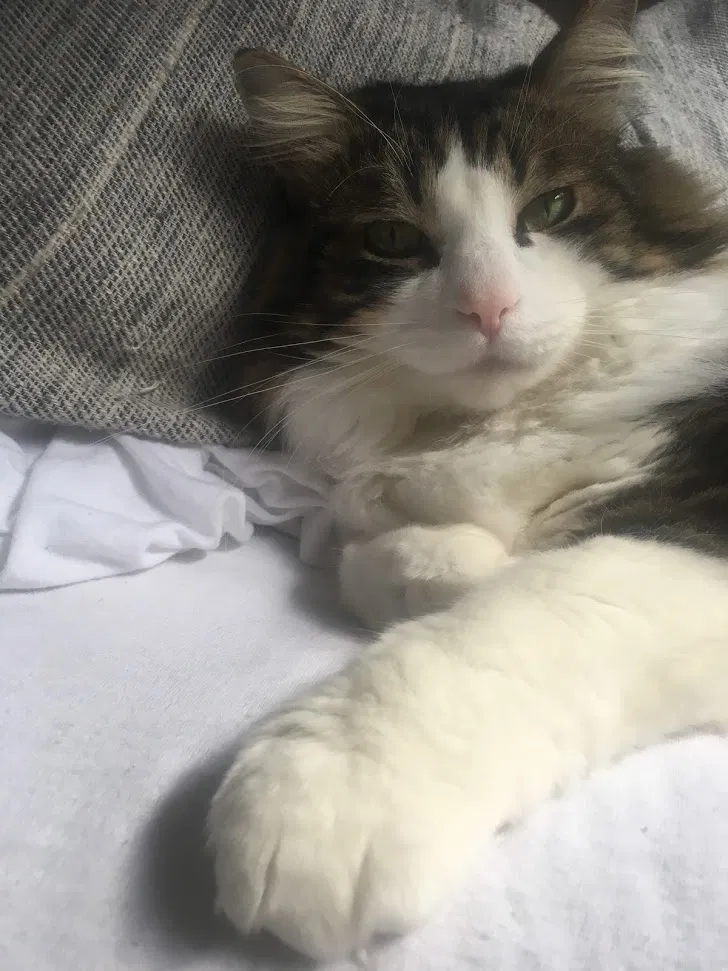 Lost cat in Santa Barbara, CA, 93101