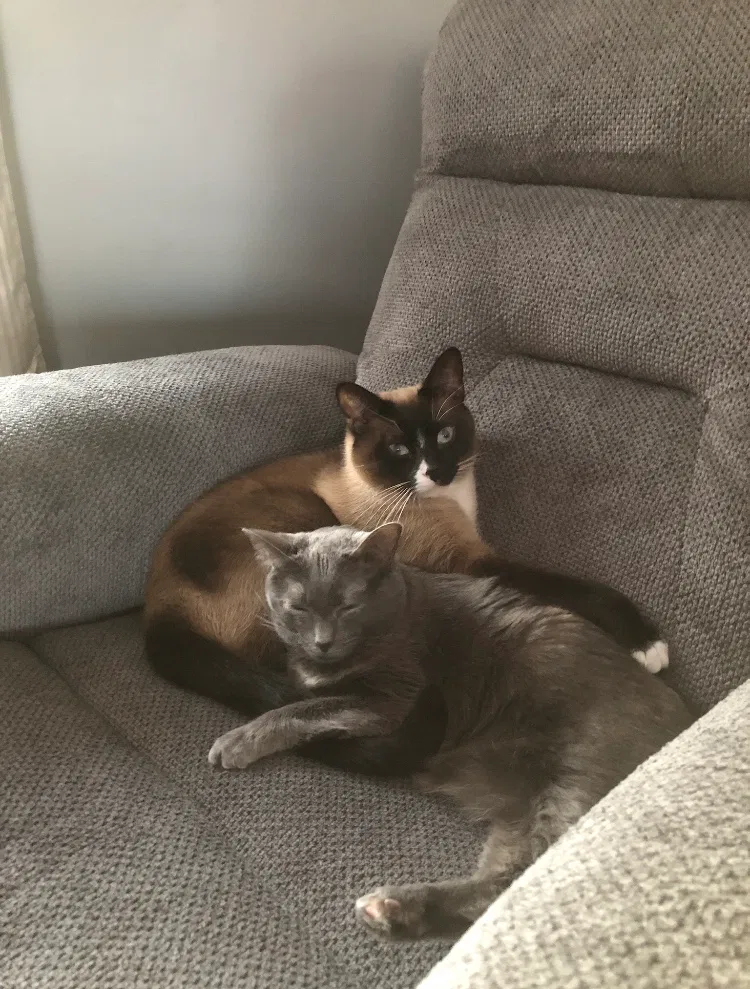 Lost cat in Allendale, MI, 49401