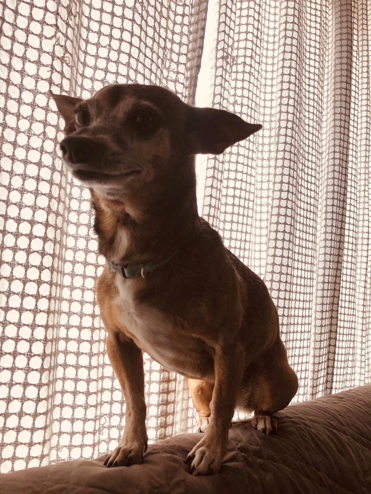 Lost dog in Oakland, CA, 94606