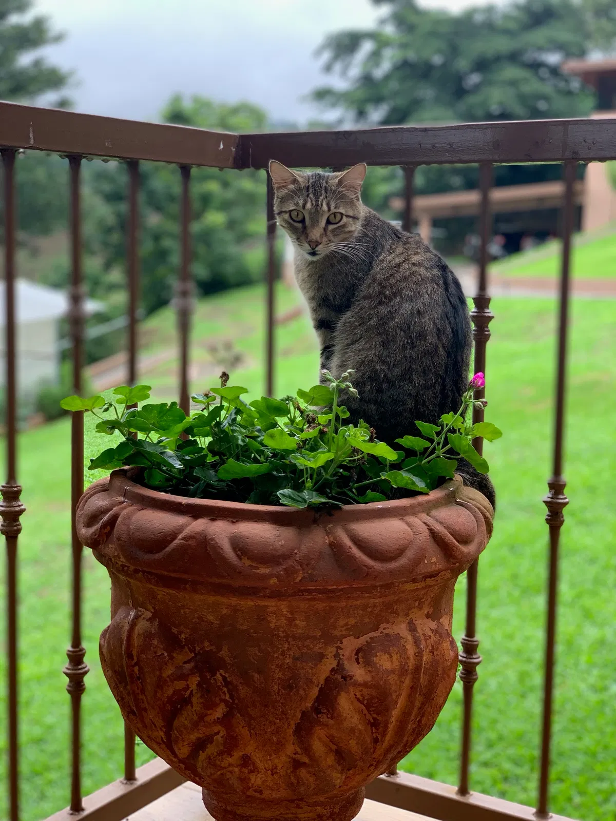 Lost cat in Brandon, MS, 39047