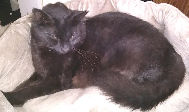 Lost cat in Catawba, SC, 29704