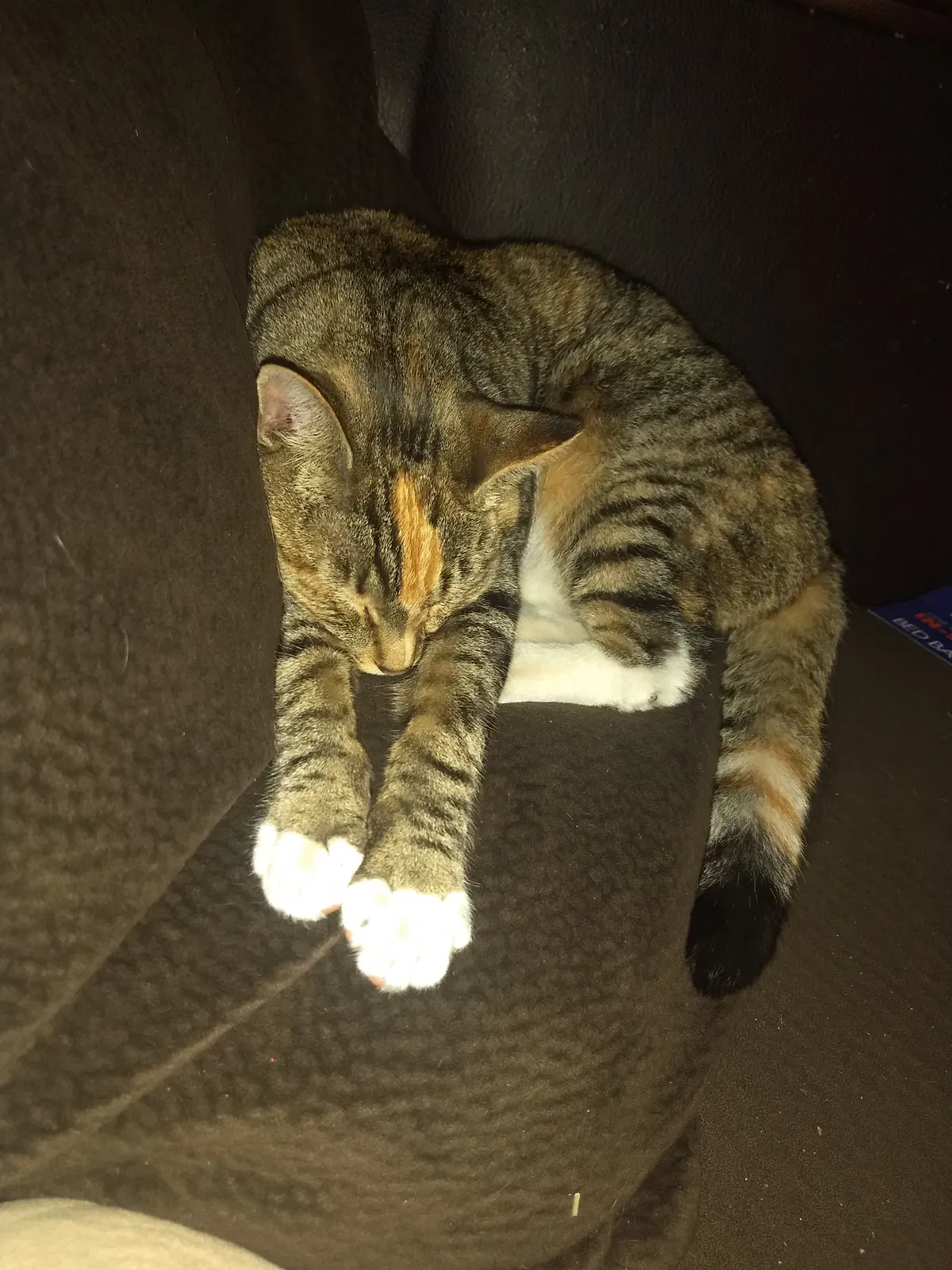 Lost cat in Spokane, WA, 99223