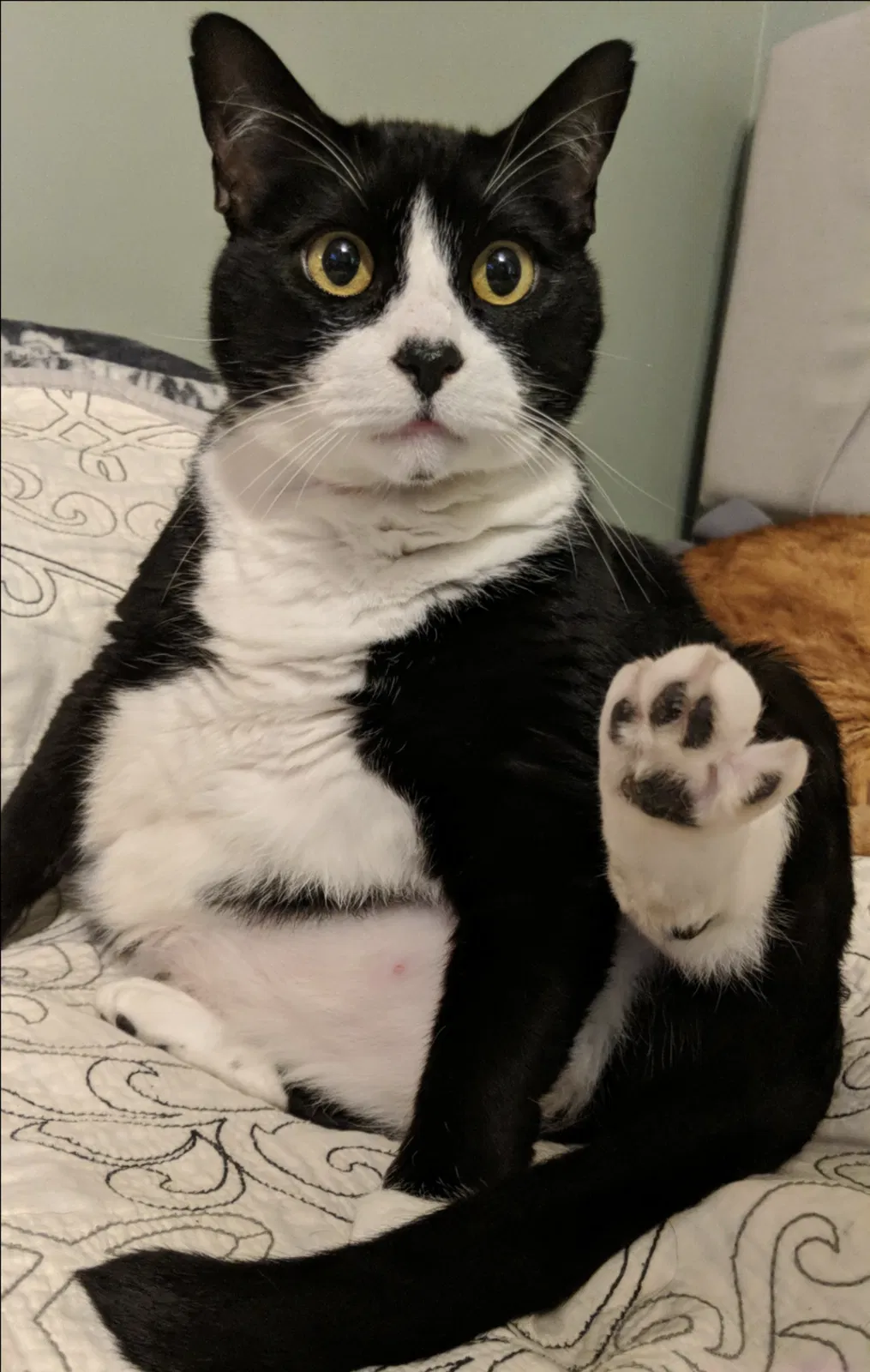 Lost cat in Gastonia, NC, 28052