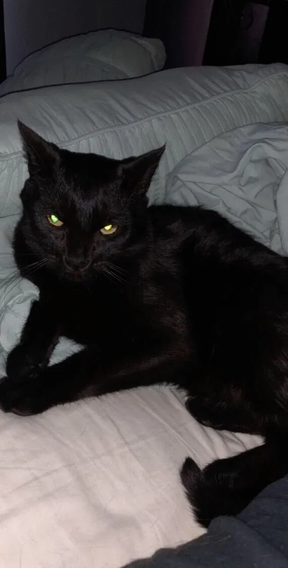 Lost cat in Littleton, CO, 80120