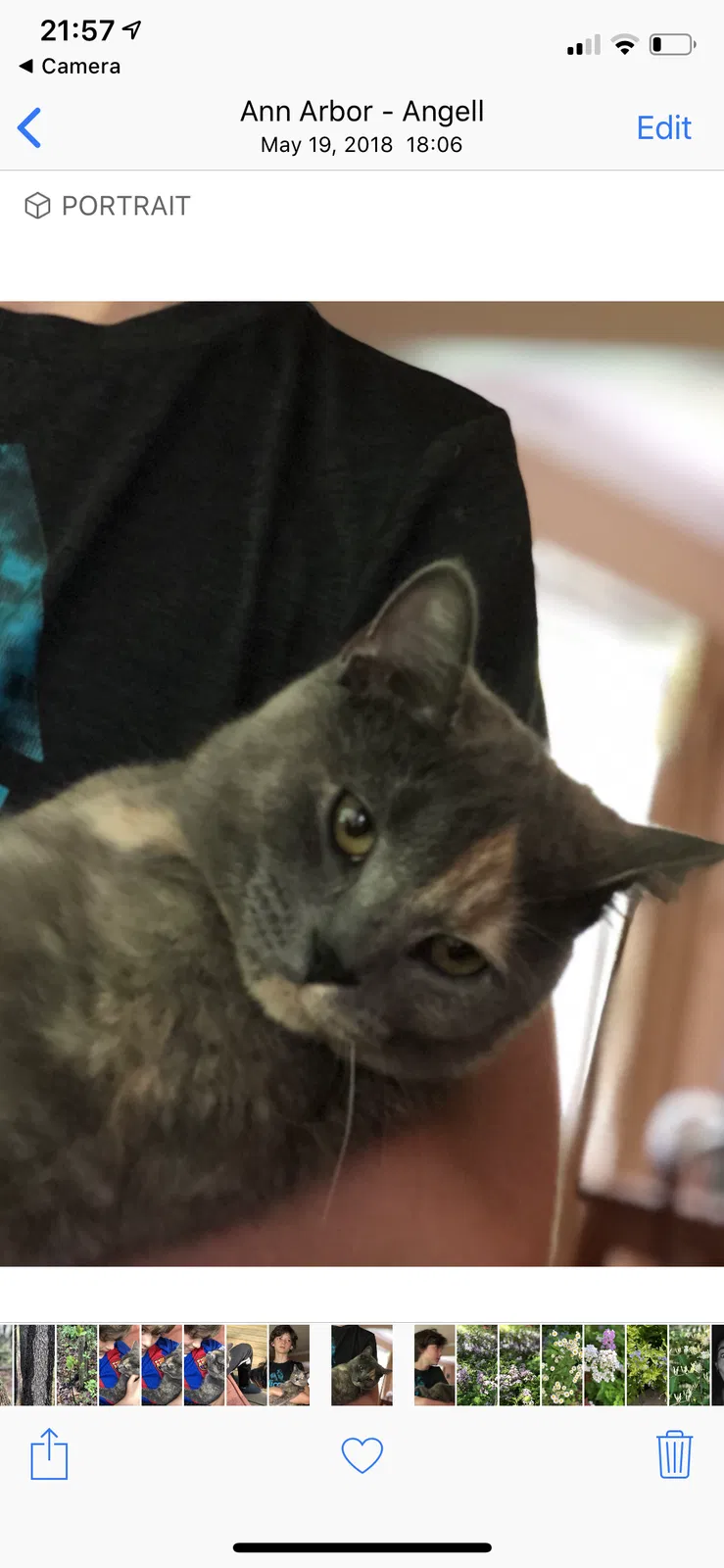 Lost cat in Ann Arbor, MI, 48104