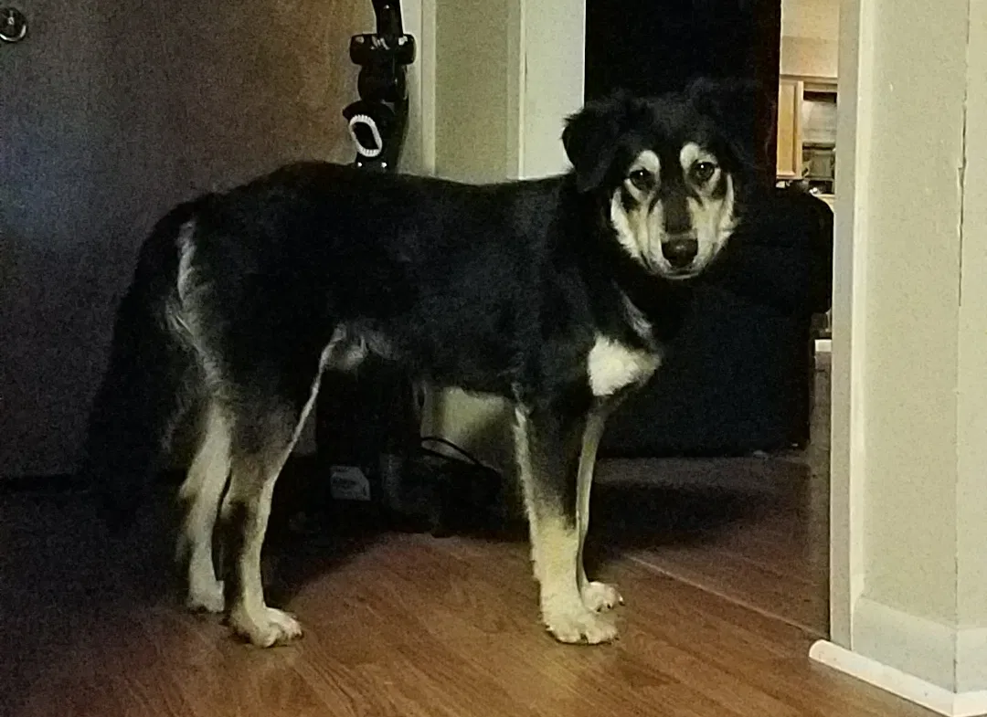 Lost dog in Bryan, TX, 77803