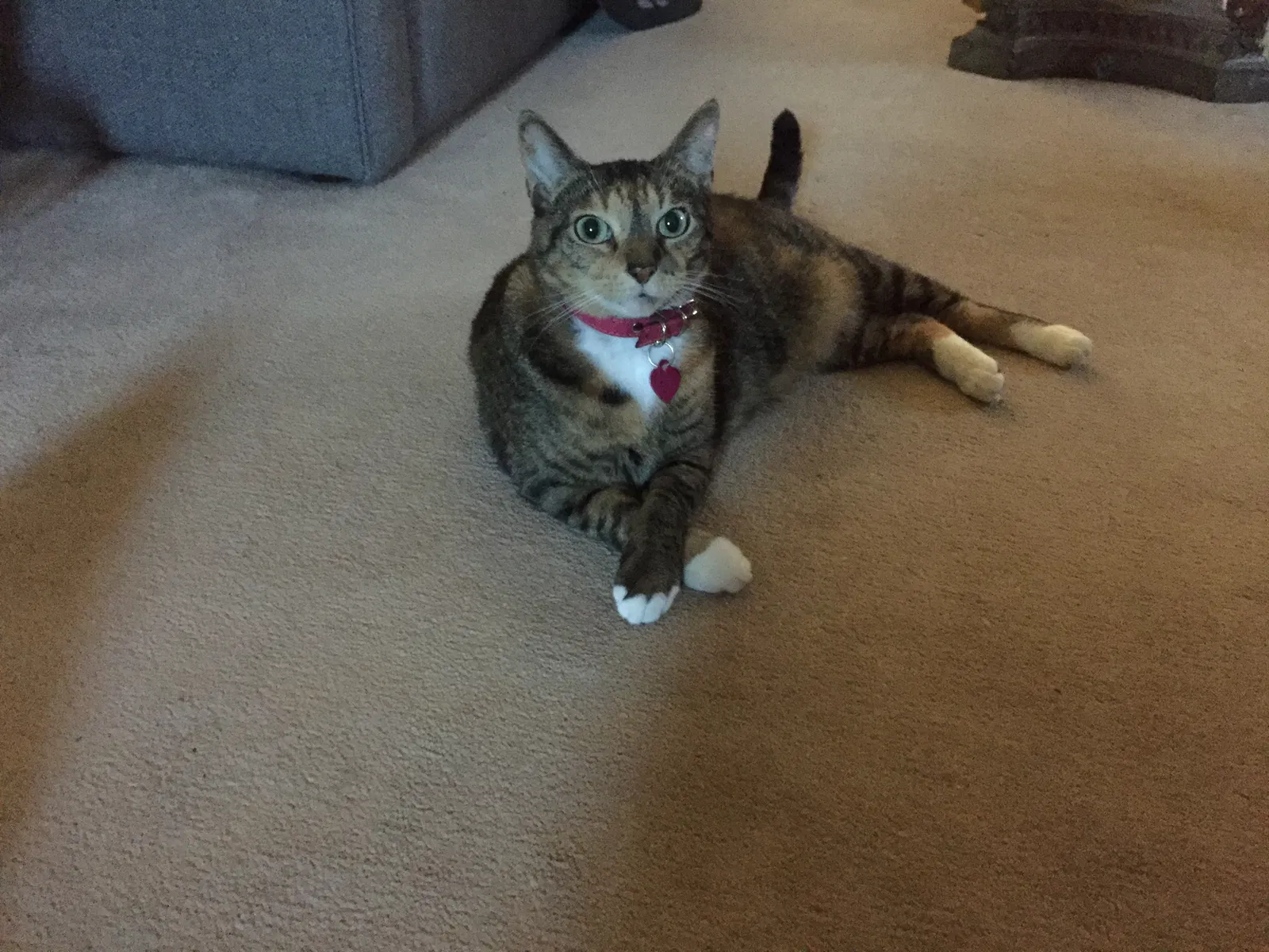 Lost cat in Unknown, FL, 0
