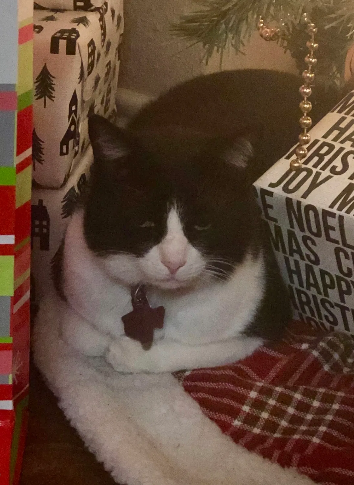 Lost cat in Friendswood, TX, 77546