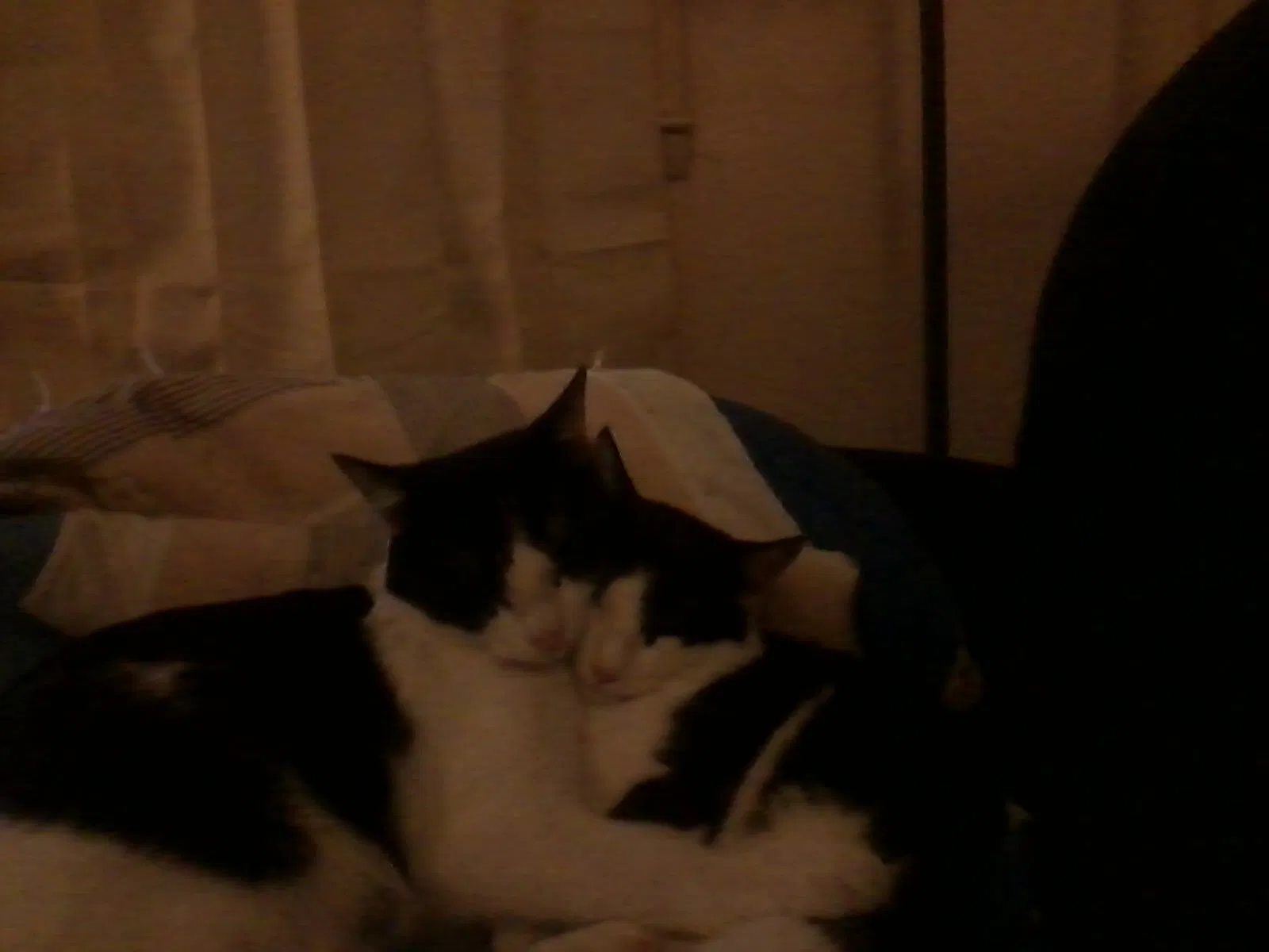 Lost cat in New Albany, IN, 47150