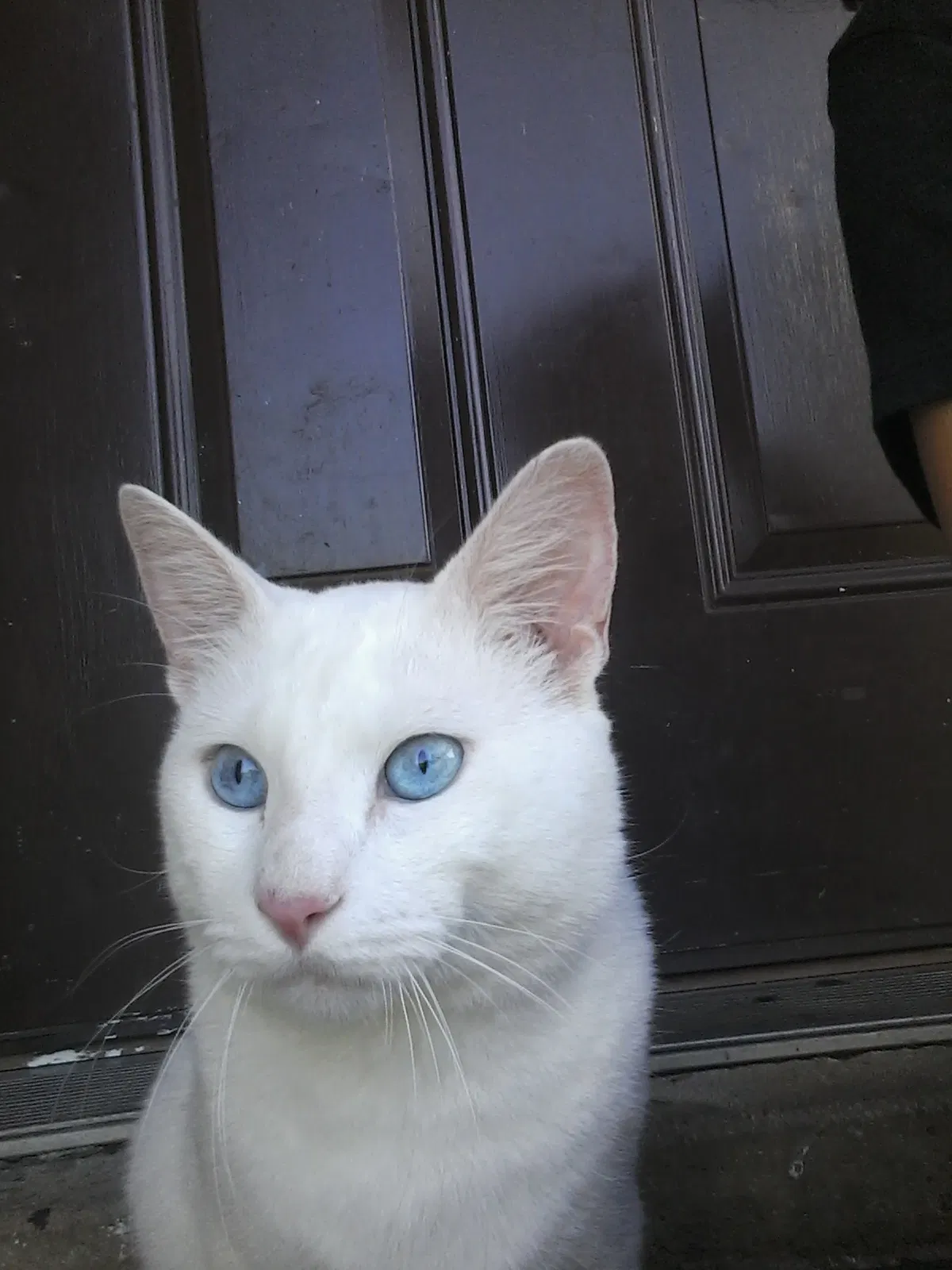 Lost cat in Daleville, AL, 36322