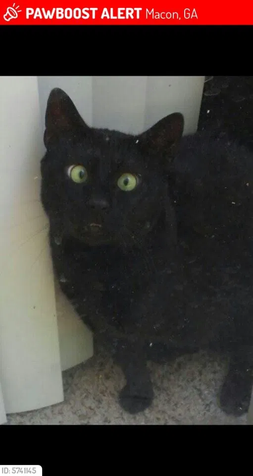 Lost cat in Macon, GA, 31211