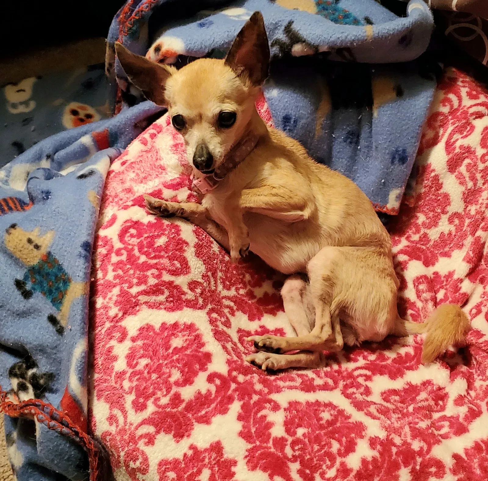 Lost dog in Birmingham, AL, 35214