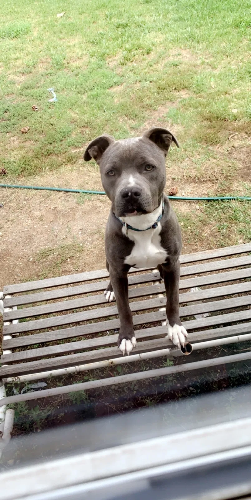 Lost dog in Spirit Lake, ID, 83869