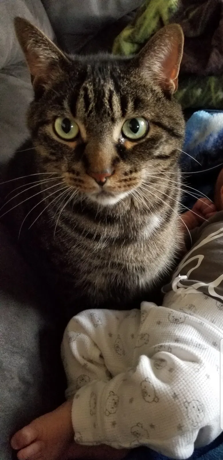 Lost cat in Stoughton, WI, 53589