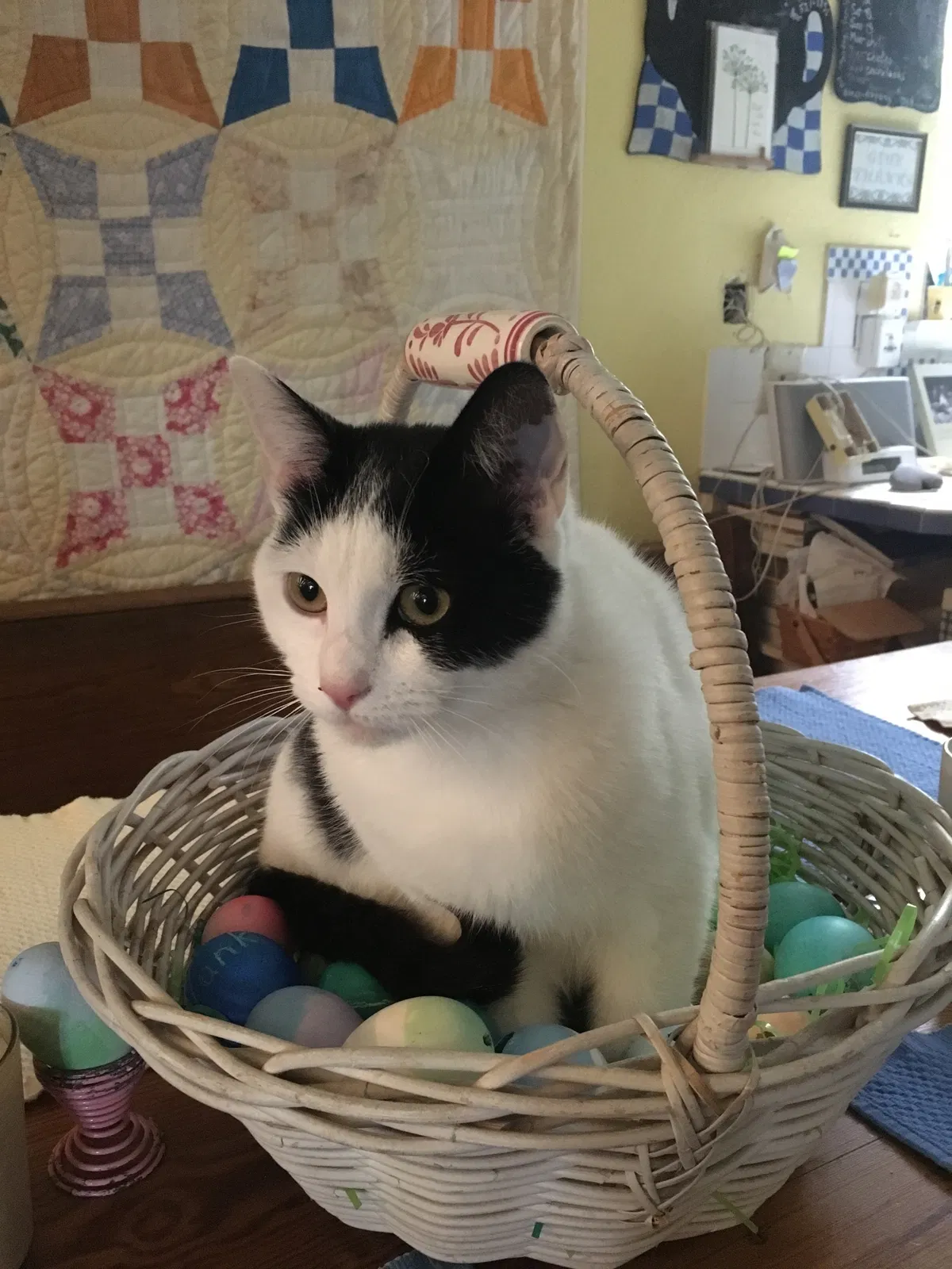 Lost cat in Lake Forest, CA, 92630