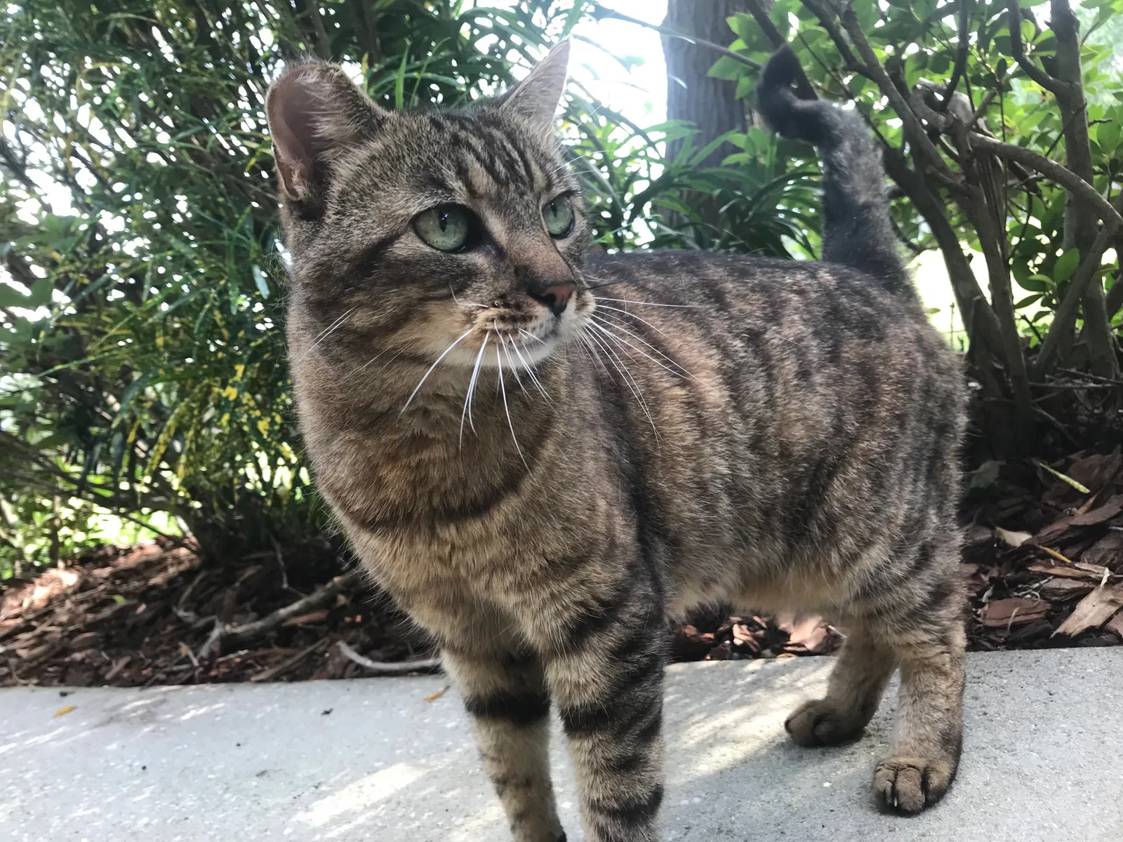 Lost cat in Orlando, FL, 32821