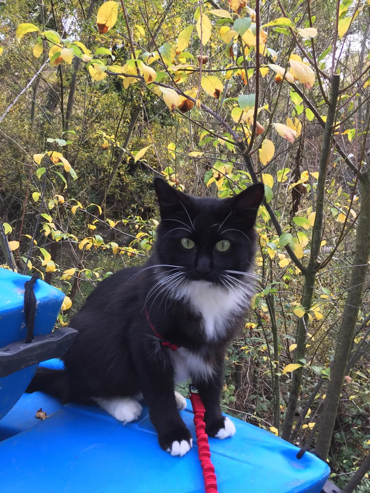 Lost cat in Calistoga, CA, 94515