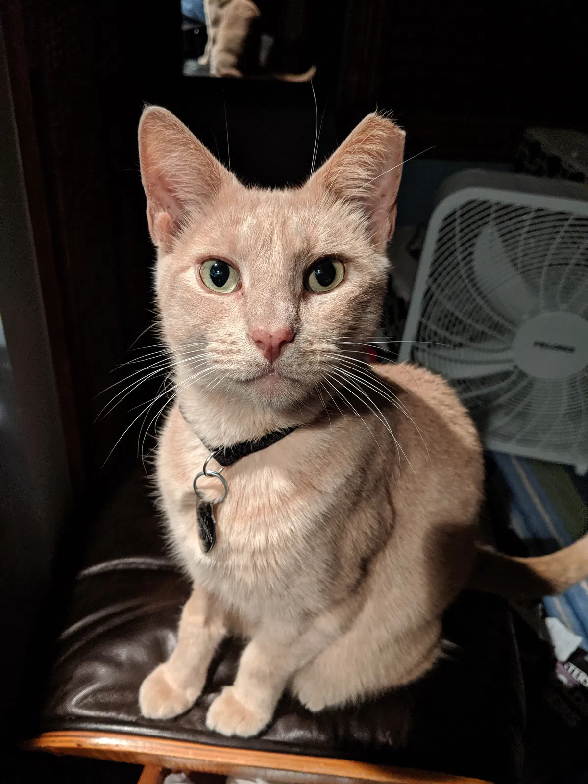 Lost cat in Annapolis, MD, 21401